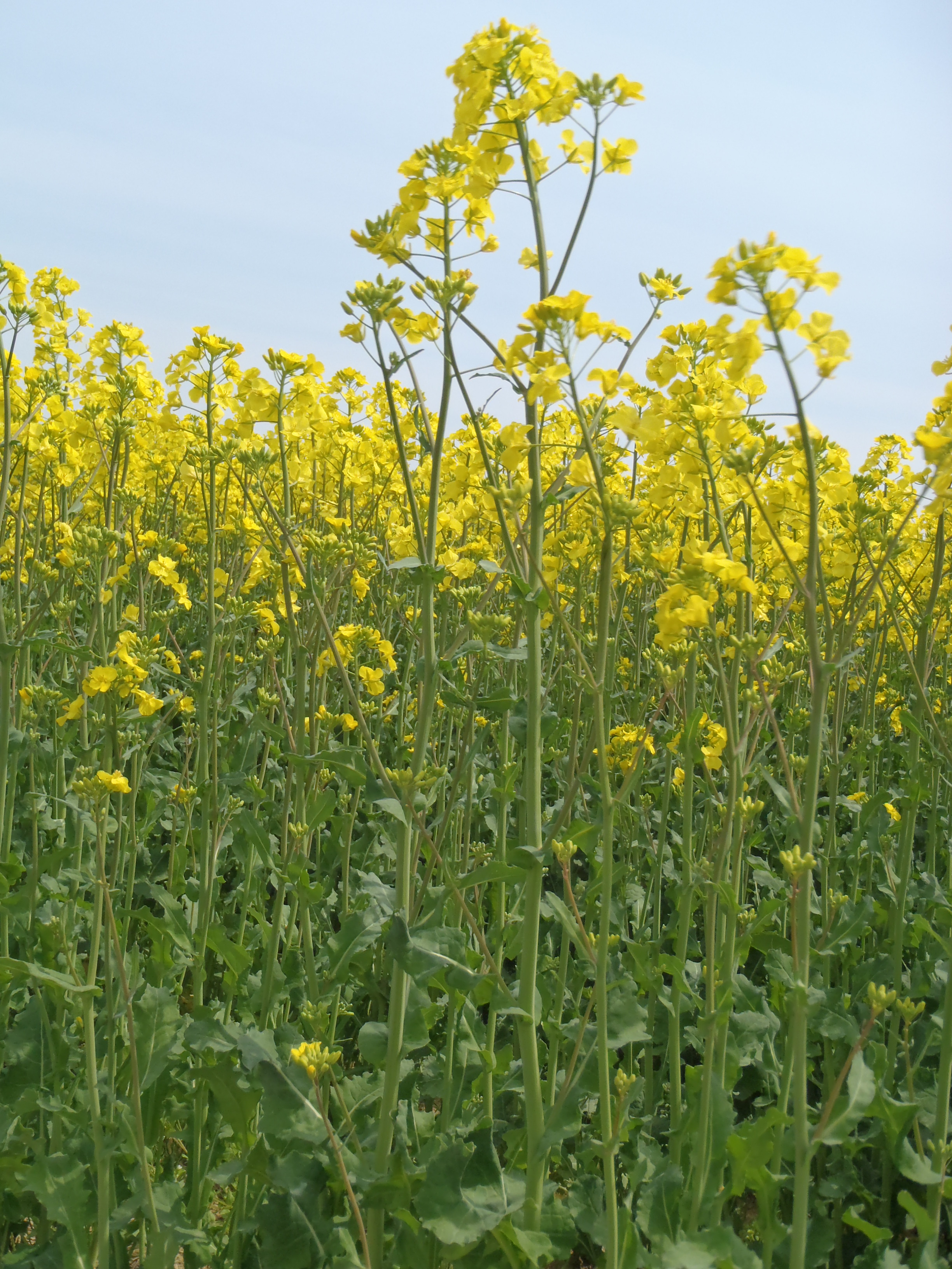 菜の花 太陽を味方につけた町の菜の花畑 ジェベルで山野 渓流 秘湯へ